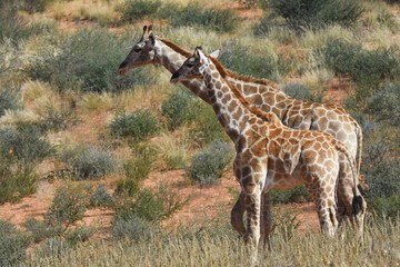 Junge Giraffe im Kgalagadi Transfrontier Nationalpark in Südafrika