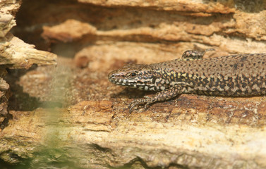 A beautiful Wall Lizard (Podarcis muralis) basking in the sun on a tree trunk on the isle of Wight.