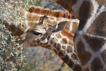 Junge Giraffe im Kgalagadi Transfrontier Nationalpark in Südafrika