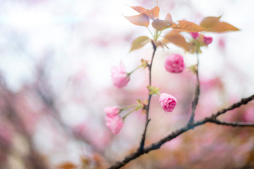 Beautiful Chinese cherry valley, transplanted Japanese cherry blossoms. Romantic natural background.