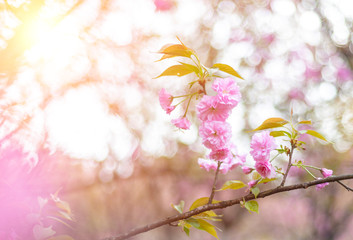 Beautiful Chinese cherry valley, transplanted Japanese cherry blossoms. Romantic natural background.
