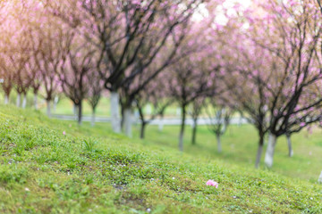 Fototapeta premium Beautiful Chinese cherry valley, transplanted Japanese cherry blossoms. Romantic natural background.