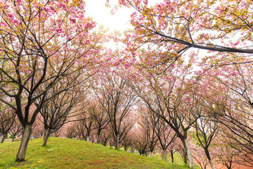 Beautiful Chinese cherry valley, transplanted Japanese cherry blossoms. Romantic natural background.