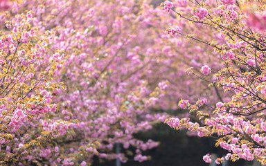 Beautiful Chinese cherry valley, transplanted Japanese cherry blossoms. Romantic natural background.