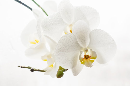 Branch of pure white orchid in drops on white background Selective focus