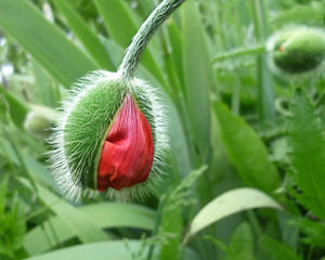 Bright red poppy flower in bud