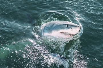 Weißer Hai in Südafrika