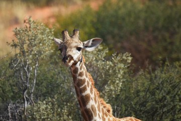 Junge Giraffe im Kgalagadi Transfrontier Nationalpark in Südafrika