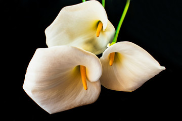 Kala flower.White feces flower on a black background.Big white flower on black Close-upClose-up