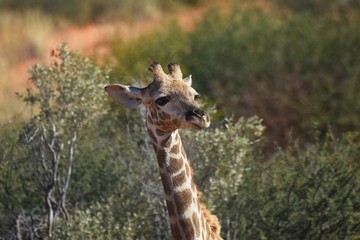 Junge Giraffe im Kgalagadi Transfrontier Nationalpark in Südafrika