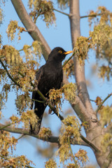 Blackbird male sits fluffed on a tree with young shoots