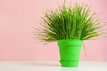 Spring background with green grass in a pot over pink, minimal style. Garden at home	