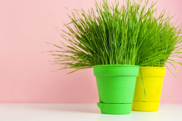 Spring background with green grass in a pot over pink, minimal style. Garden at home	