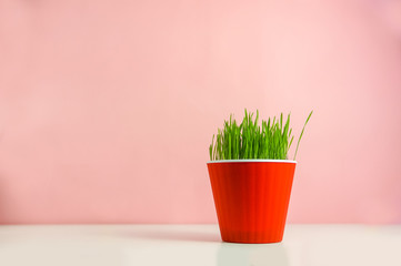 Spring grass in a pot over pink background