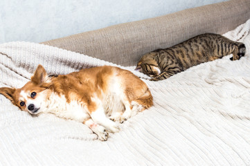 cat is sleeping on the bed. Nearby lies a dog and looks into the camera.