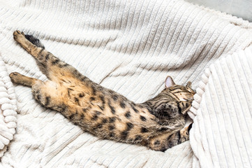 cat sleeps on the bed stretched to its full height.