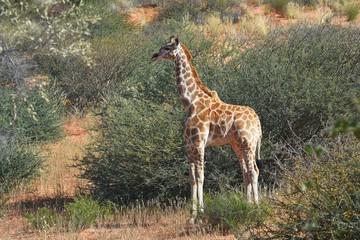 Naklejka na ściany i meble Junge Giraffe im Kgalagadi Transfrontier Nationalpark in Südafrika