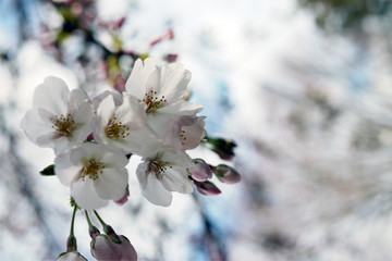 三分咲きの桜の蕾