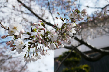 三分咲きの桜の蕾