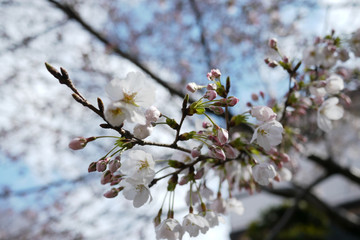 三分咲きの桜の蕾