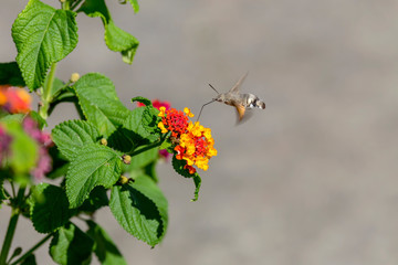 The butterfly (Macroglossum stellatarum) on a flowering bush close-up