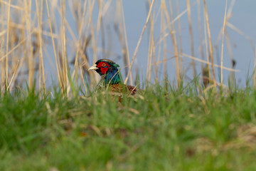 Jagdfasan an Wasserkante mit Schilf