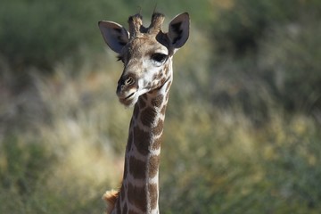 Junge Giraffe im Kgalagadi Transfrontier Nationalpark in Südafrika