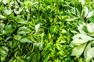 Organic vegetables. Fresh vegetable. Lettuce for making a salad. Salad background.