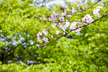 cherry trees spring 2019