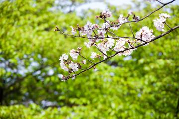 cherry trees spring 2019