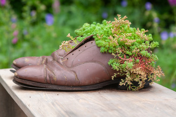 Jardin insolite - pot de fleur en chaussure