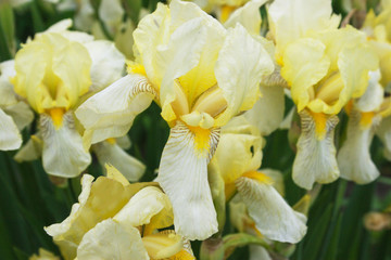 Fototapeta na wymiar Field of yellow irises. Candid.