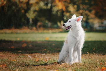 Cute White Swiss Shepherd Dog outdoor portrait in autumn