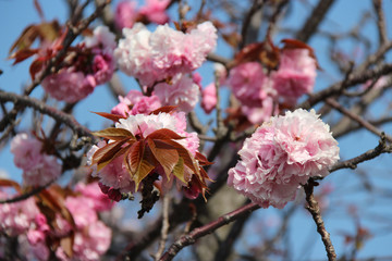 In a garden in Kyoto (Japan)