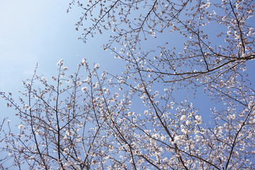 cherry trees spring 2019