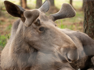 Elch mit Geweih im Wald, Nahaufnahe