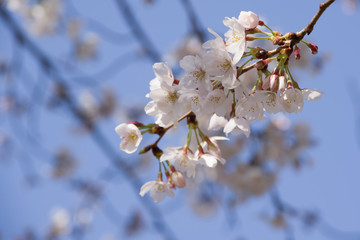 cherry trees spring 2019