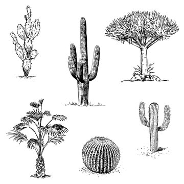 Vintage hand drawn illustrations with cactus and succulents in engraving style. Sketches of floral objects isolated on white for design