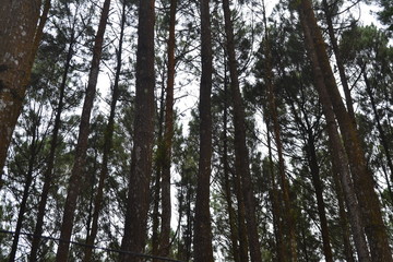 Fototapeta premium looking up, low angle shot,