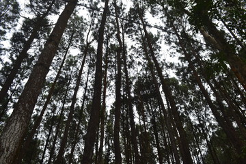 looking up, low angle shot,