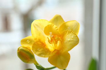 Beautiful yellow flower, closeup