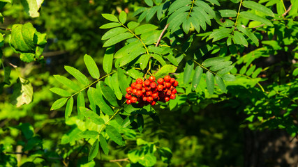 Mountain ash, Rowan or Sorbus tree with ripe berries, macro, selective focus, shallow DOF