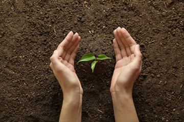 Woman setting out plant in soil