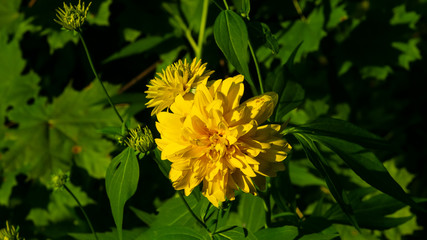 Decorative Goldenglow Cutleaf Coneflower or Rudbeckia laciniata close-up at flowerbed, selective focus, shallow DOF