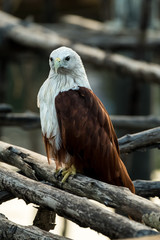 Red-backed sea-eagle