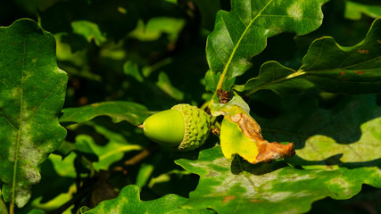 Riping green acorn and leaves on oak, quercus, close-up, selective focus, shallow DOF