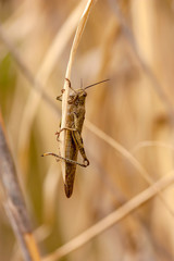 Locust (Locusta migratoria) sits on a blade of grass