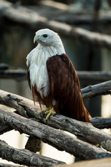 Red-backed sea-eagle