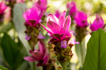 Siam Tulip