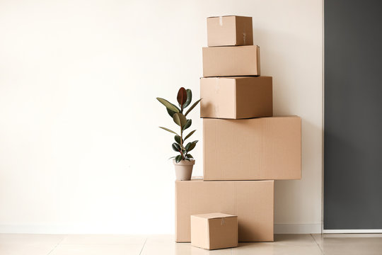 Moving boxes with plant near light wall